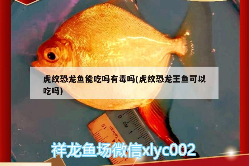 虎纹恐龙鱼能吃吗有毒吗(虎纹恐龙王鱼可以吃吗) 恐龙王鱼