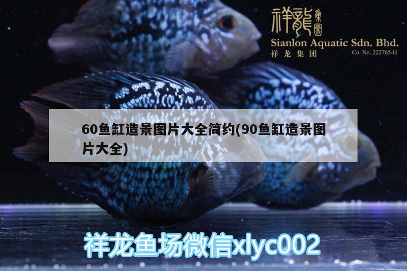 60鱼缸造景图片大全简约(90鱼缸造景图片大全) 超血红龙鱼