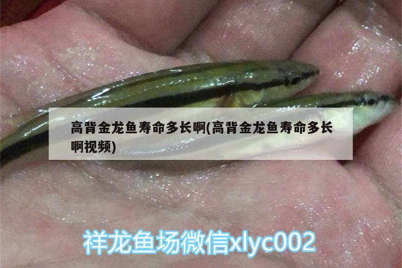 高背金龙鱼寿命多长啊(高背金龙鱼寿命多长啊视频)