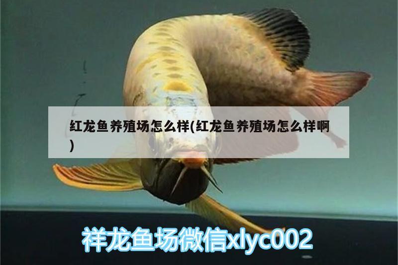 松原水族批发市场：全白缸两年85天