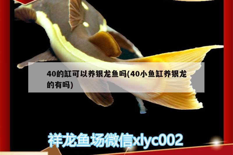 40的缸可以养银龙鱼吗(40小鱼缸养银龙的有吗) 银龙鱼