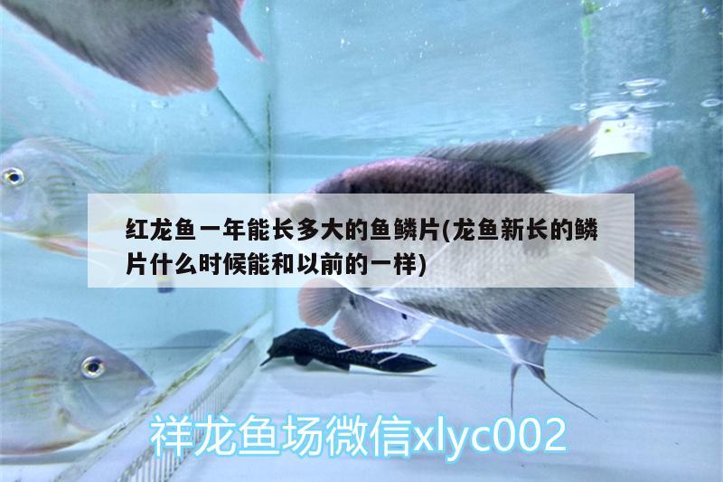 红龙鱼一年能长多大的鱼鳞片(龙鱼新长的鳞片什么时候能和以前的一样) 飞凤鱼