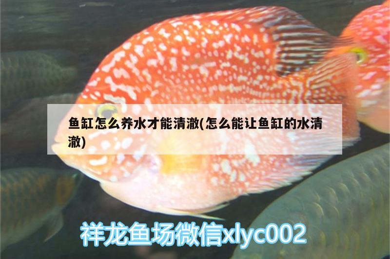 鱼缸怎么养水才能清澈(怎么能让鱼缸的水清澈) 广州水族批发市场