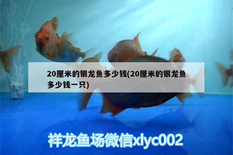 20厘米的银龙鱼多少钱(20厘米的银龙鱼多少钱一只)