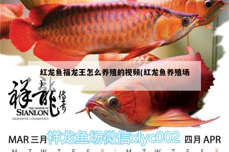 红龙鱼福龙王怎么养殖的视频(红龙鱼养殖场)