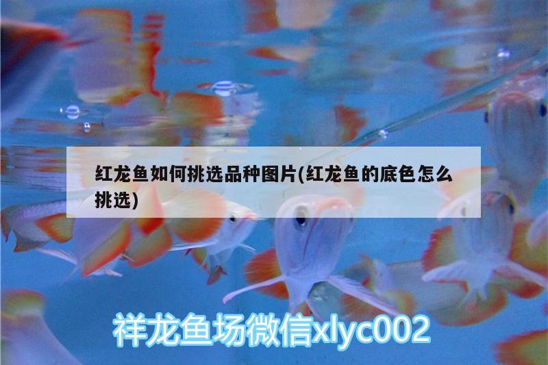 东莞鱼缸搬运公司（小鱼缸水泵一个多少钱） 南美异型鱼 第1张