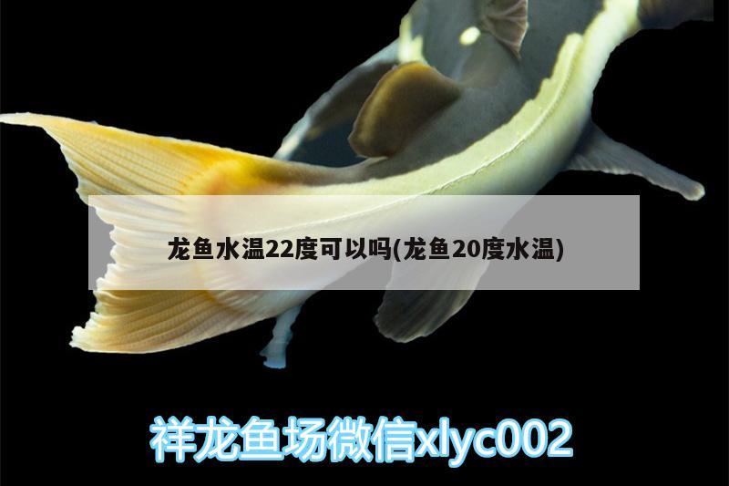 龙鱼水温22度可以吗(龙鱼20度水温) 祥龙水族护理水