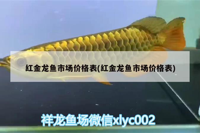 红金龙鱼市场价格表(红金龙鱼市场价格表)