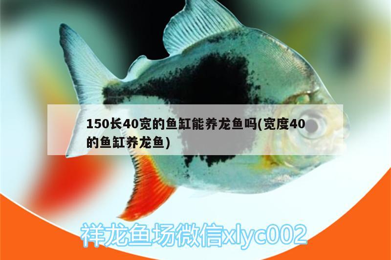 150长40宽的鱼缸能养龙鱼吗(宽度40的鱼缸养龙鱼)