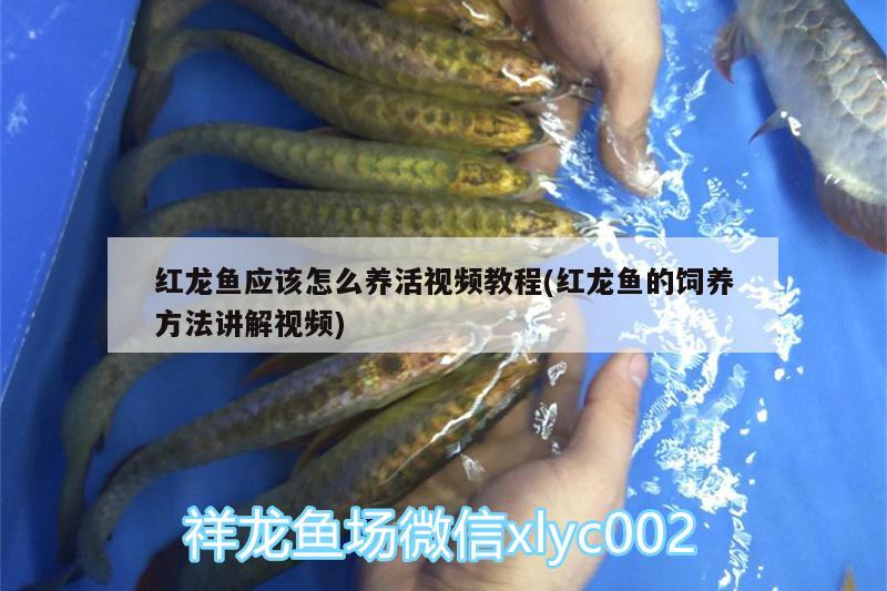 顺丰寄观赏鱼：顺丰寄观赏鱼要签合同吗 广州水族批发市场 第2张