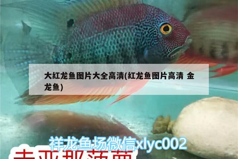 长丰水湖酒家：探索水生生物的奇妙世界（长丰县双凤经开区吴哥水族馆及品长丰水湖酒家） 全国水族馆企业名录 第2张