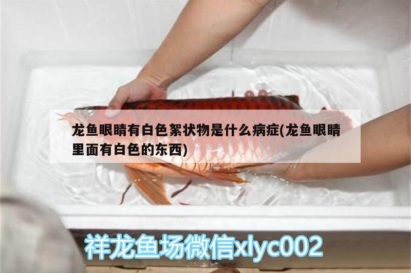 龙鱼眼睛有白色絮状物是什么病症(龙鱼眼睛里面有白色的东西)