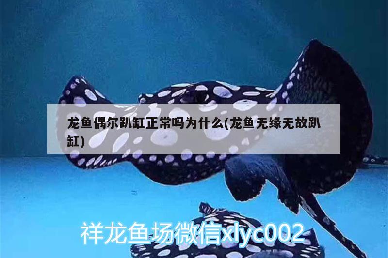 龙鱼偶尔趴缸正常吗为什么(龙鱼无缘无故趴缸) 观赏鱼水族批发市场 第1张