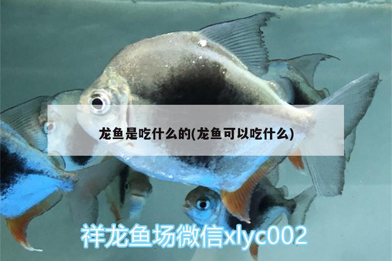 龙鱼是吃什么的(龙鱼可以吃什么)