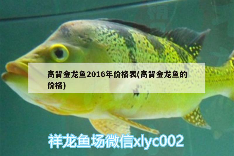 高背金龙鱼2016年价格表(高背金龙鱼的价格) 高背金龙鱼