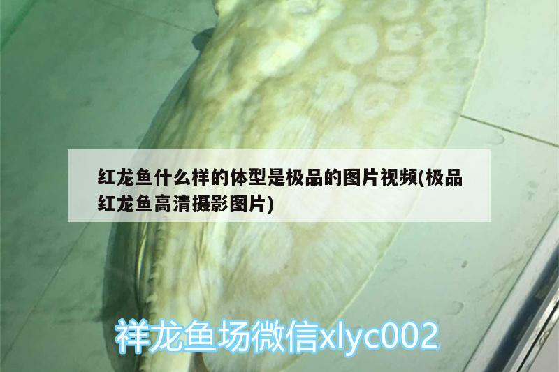 红龙鱼什么样的体型是极品的图片视频(极品红龙鱼高清摄影图片) 白子金龙鱼