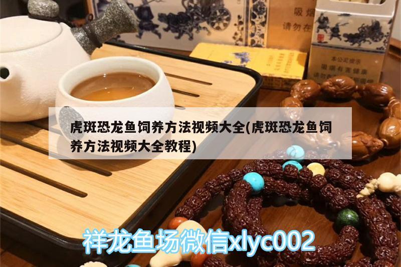 虎斑恐龙鱼饲养方法视频大全(虎斑恐龙鱼饲养方法视频大全教程)