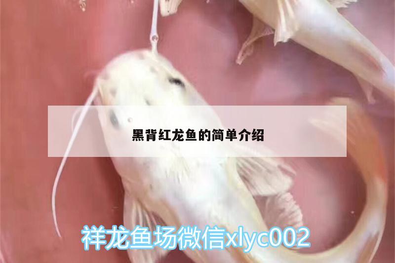 黑背红龙鱼的简单介绍