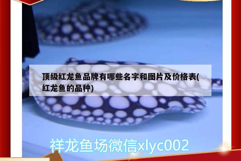 顶级红龙鱼品牌有哪些名字和图片及价格表(红龙鱼的品种)