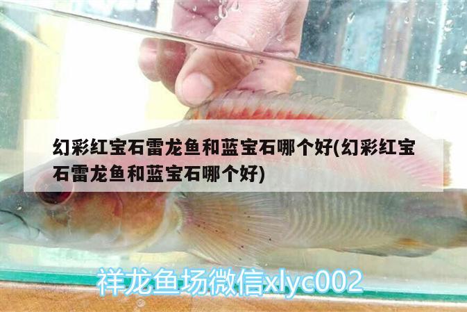 齐河县开发区御恒观赏鱼店 全国水族馆企业名录 第2张