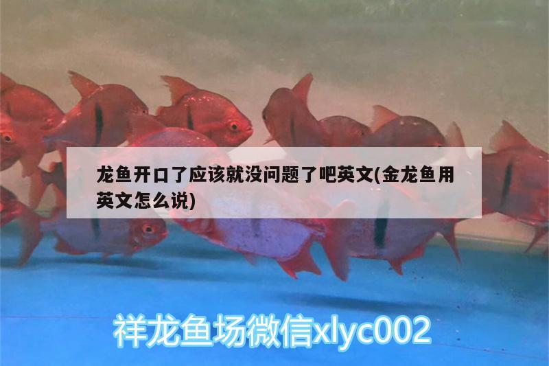 龙鱼开口了应该就没问题了吧英文(金龙鱼用英文怎么说)