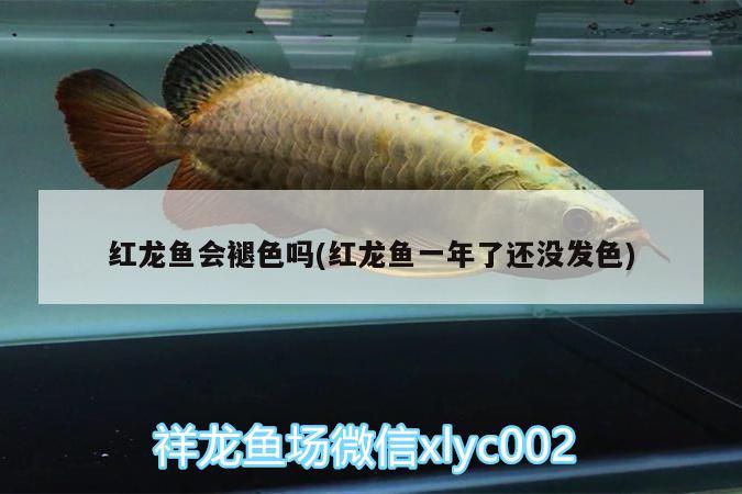 齐河县开发区御恒观赏鱼店 全国水族馆企业名录 第1张