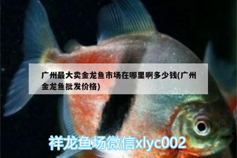 广州最大卖金龙鱼市场在哪里啊多少钱(广州金龙鱼批发价格) 龙鱼批发