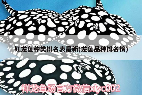 北海金龙鱼油代理加盟电话(北海金龙鱼油代理加盟电话号码) 大白鲨鱼 第2张