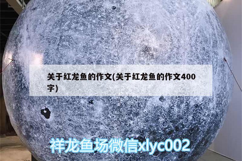 关于红龙鱼的作文(关于红龙鱼的作文400字) 养鱼的好处