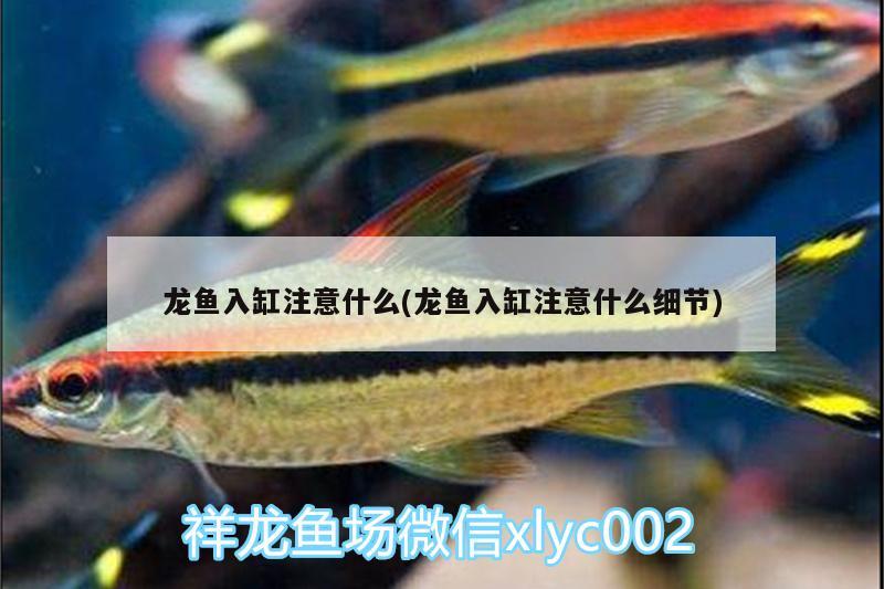 龙鱼入缸注意什么(龙鱼入缸注意什么细节)