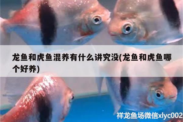 厦门水族箱去哪里买，小米智能鱼缸代工厂是哪家