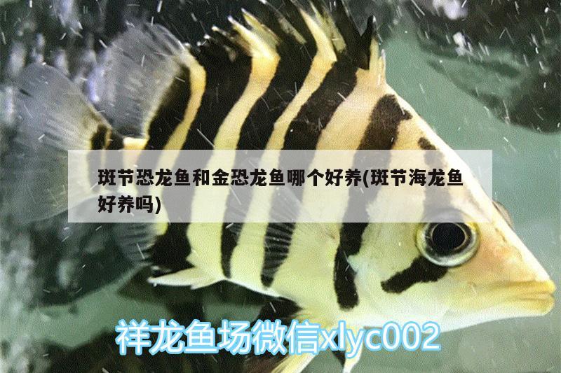 斑节恐龙鱼和金恐龙鱼哪个好养(斑节海龙鱼好养吗)