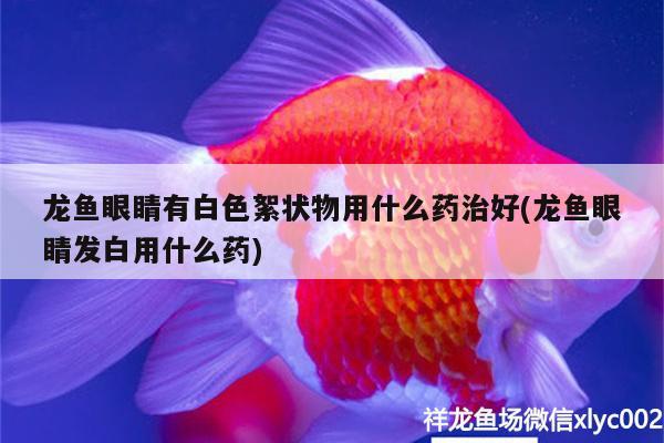 龙鱼眼睛有白色絮状物用什么药治好(龙鱼眼睛发白用什么药)