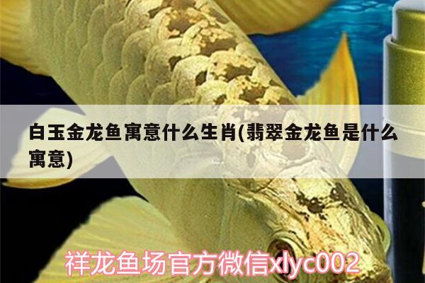 白玉金龙鱼寓意什么生肖(翡翠金龙鱼是什么寓意) 其它水族用具设备