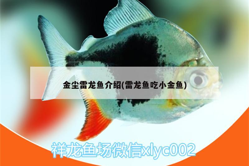 金尘雷龙鱼介绍(雷龙鱼吃小金鱼) 黄鳍鲳鱼
