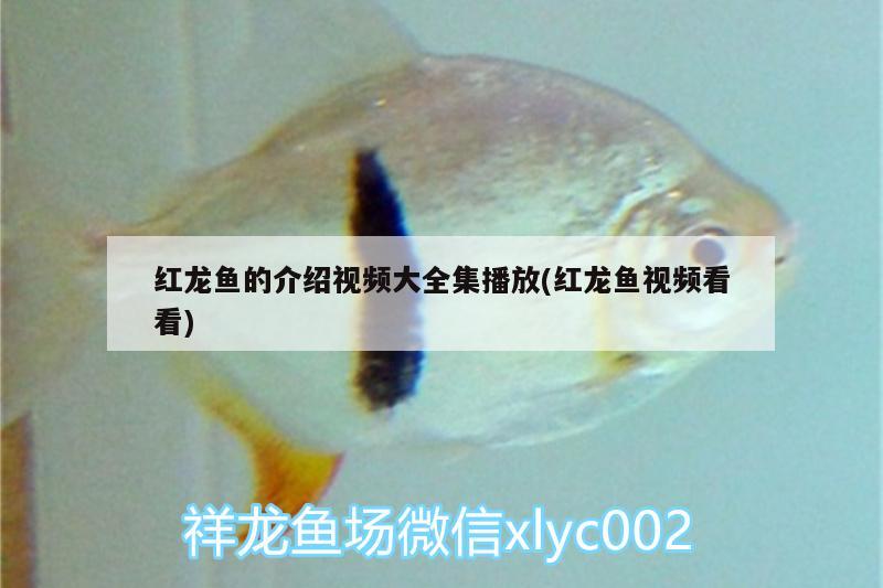 红龙鱼的介绍视频大全集播放(红龙鱼视频看看) 印尼虎苗