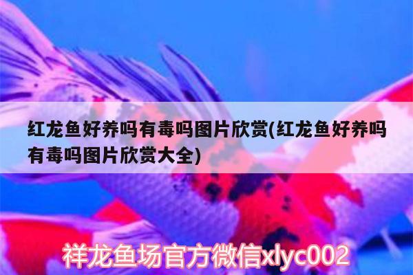 红龙鱼好养吗有毒吗图片欣赏(红龙鱼好养吗有毒吗图片欣赏大全)