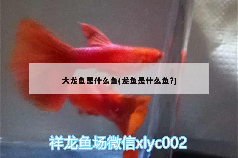 大龙鱼是什么鱼(龙鱼是什么鱼?) 广州祥龙国际水族贸易