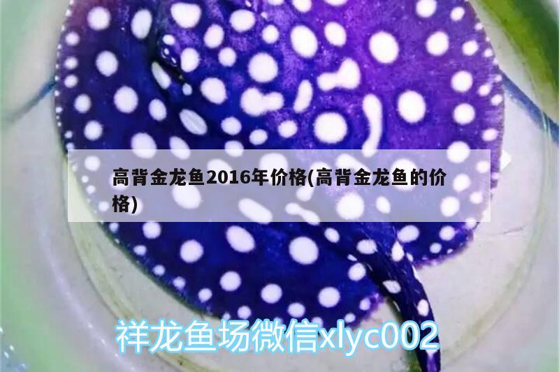 高背金龙鱼2016年价格(高背金龙鱼的价格) 高背金龙鱼