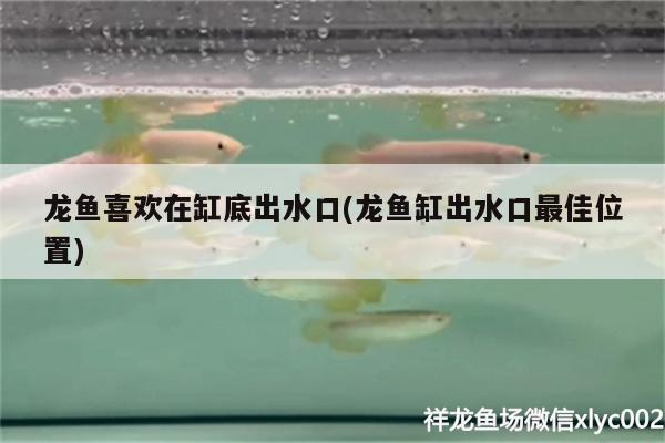 龙鱼喜欢在缸底出水口(龙鱼缸出水口最佳位置)