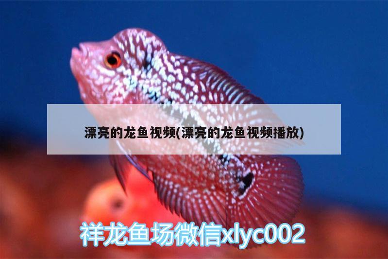 漂亮的龙鱼视频(漂亮的龙鱼视频播放) 鱼缸/水族箱