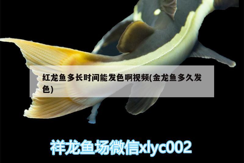 红龙鱼多长时间能发色啊视频(金龙鱼多久发色) 广州祥龙国际水族贸易