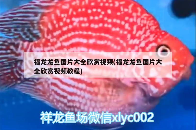 鱼缸玻璃修复液管用吗知乎 鱼缸玻璃修复液好使不 养鱼的好处 第1张