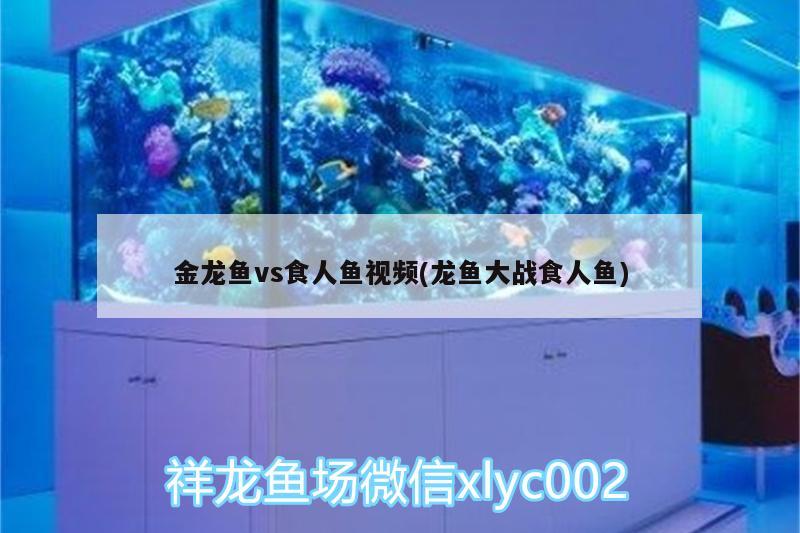 森森鱼缸好吗，森森水族箱怎么样