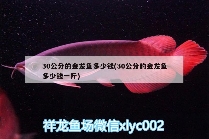 30公分的金龙鱼多少钱(30公分的金龙鱼多少钱一斤)