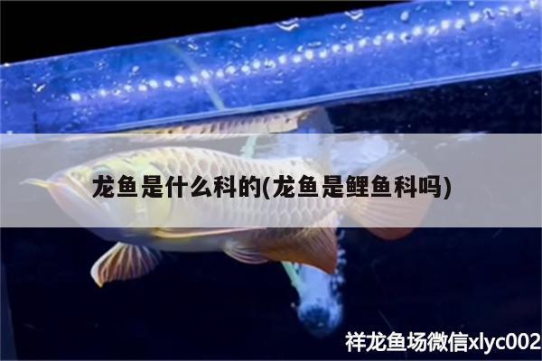 龙鱼是什么科的(龙鱼是鲤鱼科吗) 祥龙金禾金龙鱼 第2张