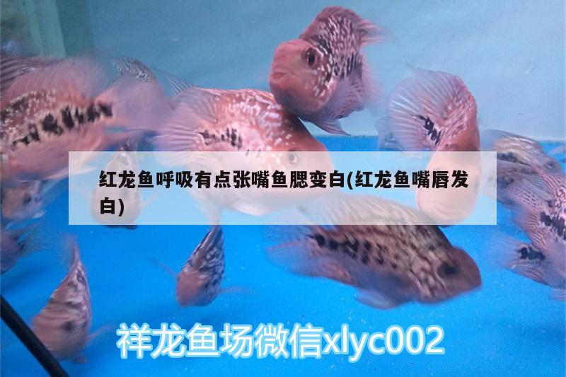 家用鱼缸氧气泵的安装方法视频：鱼缸氧气泵的组装