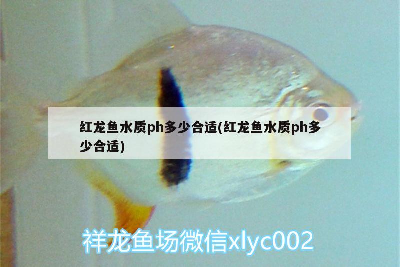 红龙鱼水质ph多少合适(红龙鱼水质ph多少合适) BD魟鱼