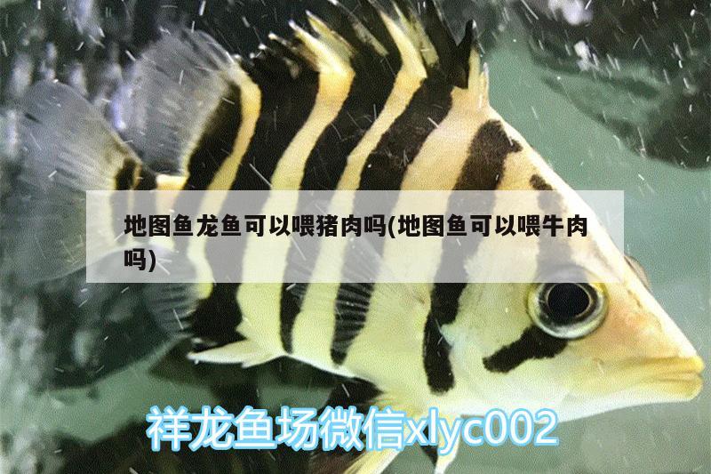 北京杨丽芳观赏鱼店 全国水族馆企业名录 第2张