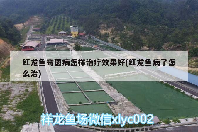 鳄雀鳝国家为何不禁止，鳄雀鳝与鳄鱼放在一起哪个厉害